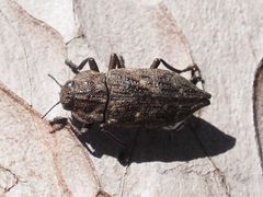 Dicerca moesta