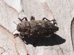 Dicerca moesta