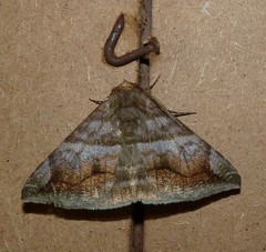 Buzara onelia