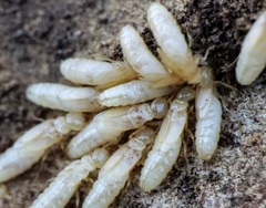 Reticulitermes urbis