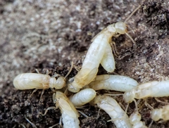 Reticulitermes urbis