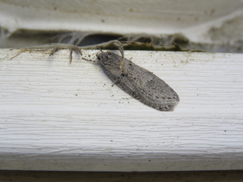 Pale Semioscopis photo 2