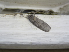 Semioscopis megamicrella