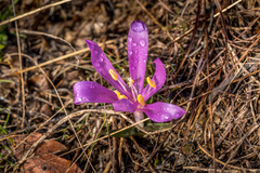Colchicum bulbocodium