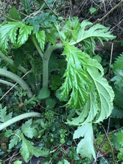 Heracleum mantegazzianum