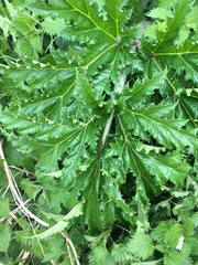 Heracleum mantegazzianum