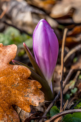 Colchicum bulbocodium