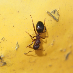 Dolichoderus sibiricus