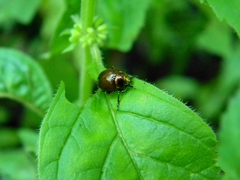 Chrysolina polita