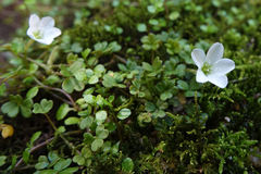 Oxalis magellanica