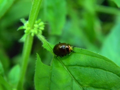 Chrysolina polita