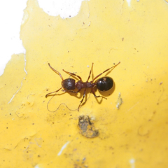 Dolichoderus sibiricus