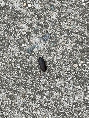 Anisodactylus rusticus