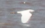 Snowy Egret photographed in Oklahoma