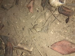 Odiellus troguloides