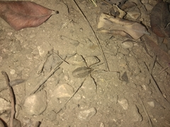 Odiellus troguloides