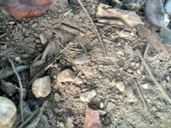 Odiellus troguloides