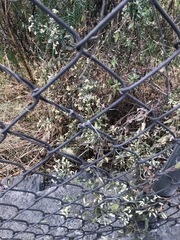 Baccharis sordescens