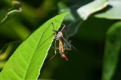 Hesperotipula