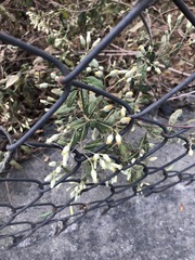 Baccharis sordescens