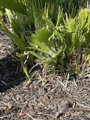 Chamaerops