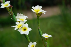 Sisyrinchium cuspidatum