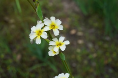 Sisyrinchium cuspidatum