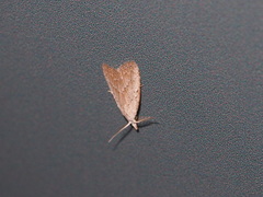 Meganola brunellus