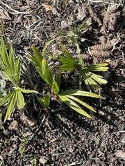 Chamaerops