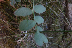 Gingidia montana