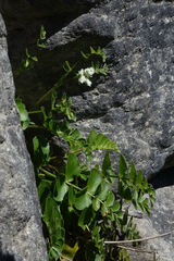 Gingidia montana