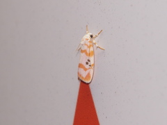 Cyana interrogationis