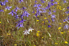 Conanthera trimaculata