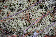 Cladonia arbuscula mitis