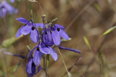 Conanthera trimaculata