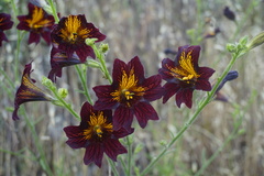 Salpiglossis sinuata
