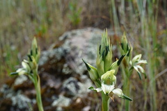 Chloraea