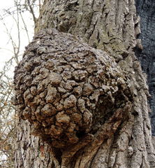 Pseudomonas