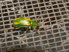Diabrotica porracea
