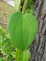 Smilax setosa