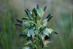 Chloraea
