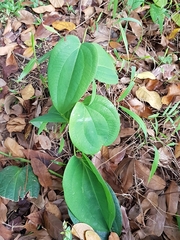 Smilax setosa