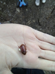 Holochelus