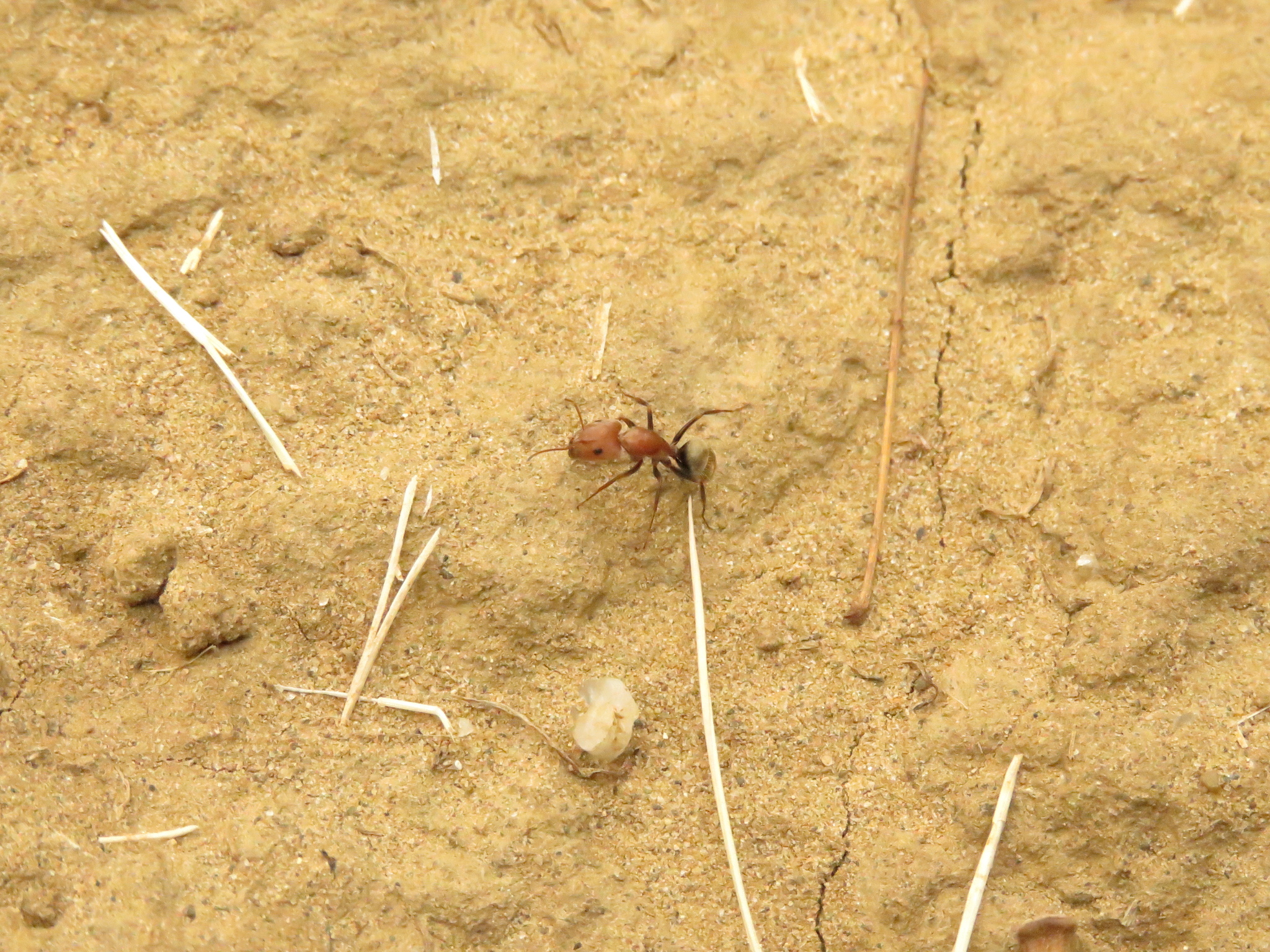 Camponotus blandus