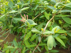 Lonicera caprifolium