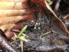 Moellerodiscus capillipes