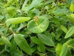 Lonicera caprifolium