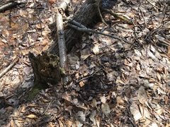 Moellerodiscus capillipes