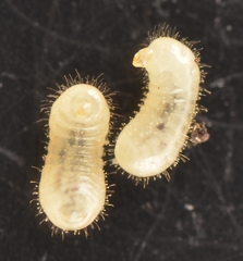 Tetramorium atratulum