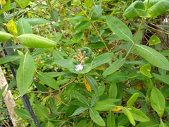 Lonicera caprifolium